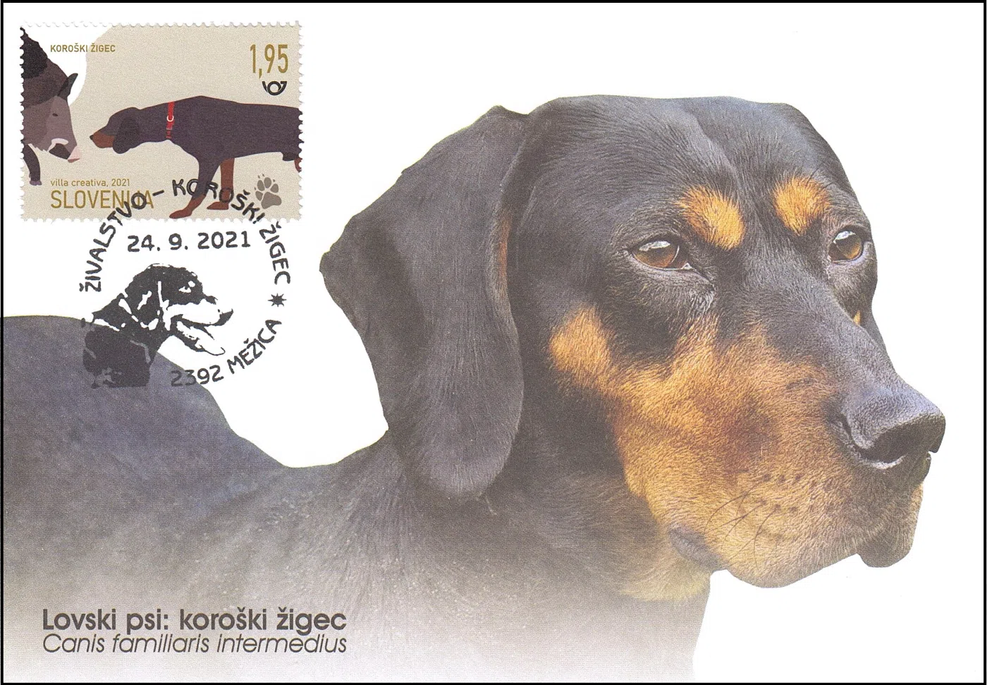 ŽIVALSTVO - KOROŠKI ŽIGEC